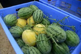 福山网红吃瓜群微信号,揭秘娱乐圈幕后故事  第2张